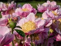 The Japanese type garden peony cultivar (Paeonia lactiflora) Eva flower blooming in summer. The outer petals